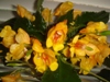 Impatiens Jungle Gold