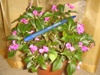 Impatiens Mini–Hawaiian Oahu