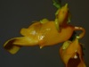 Impatiens Mirabilis