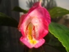 Impatiens Tuberosa