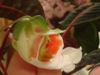 Impatiens Velvetea