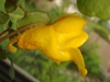 Impatiens Repens