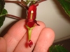 Impatiens Hians