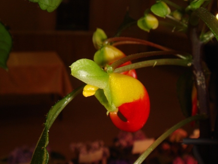   Impatiens Niamniamensis 