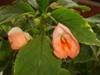  Impatiens Fusion Peach Frost