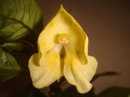  Impatiens Fusion Glow Yellow 