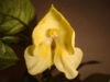 Impatiens Fusion Glow Yellow