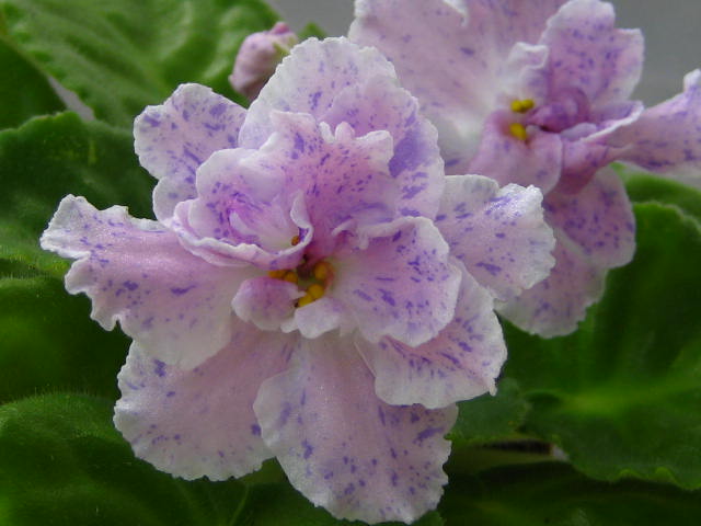  Petticoat Promenade 