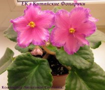 Фиалка ЕК-Китайские Фонарики