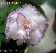 Фиалка ЕК-Экзотика