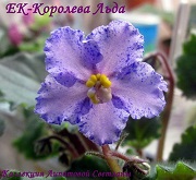 Фиалка ЕК-Королева Льда
