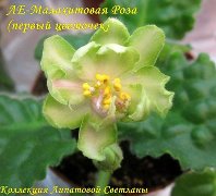 Фиалка ЛЕ-Малахитовая Роза