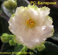 Фиалка РС–Балерина