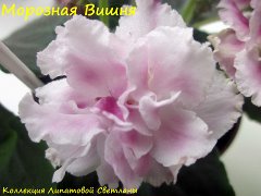 Фиалка Морозная Вишня
