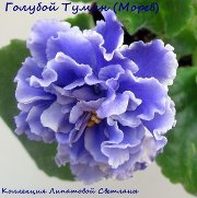Фиалка Голубой Туман