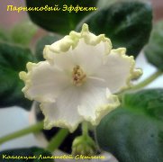 Фиалка Парниковый Эффект