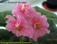 Фиалка ДЕО-Майский Рассвет