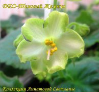 Фиалка ДЕО-Темный Жемчуг