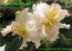 Фиалка Sunkissed Rose