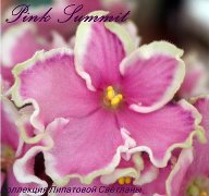 Фиалка Pink Summit
