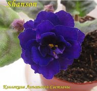 Фиалка Shanson