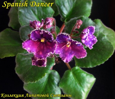  Spanish Dancer 