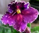 Фиалка Spanish Dancer