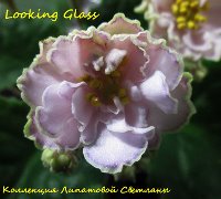 Фиалка Looking Glass