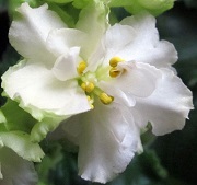 Фиалка Spring Rose