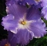 Фиалка Lyon`s Lavender Magic