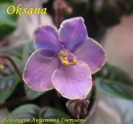 Фиалка Oksana