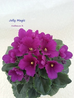  Jolly Magic 