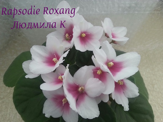  Rhapsodie Roxanna 