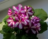 Фиалка Ness'Cerry Confection