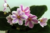 Фиалка Ness' Spring Blush