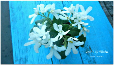  Lunar Lily White 