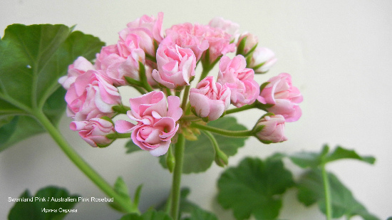  Swanland Pink/Australian Pink Rosebud 