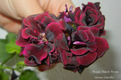  Royal Black Rose 