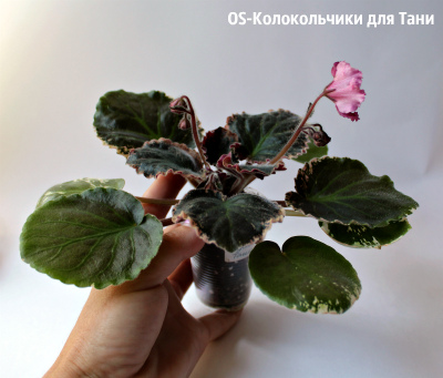 Фиалка колокольчики для тани фото и описание Комнатные растения: Фиалки (сенполии), бегонии, стрептокарпусы, фуксии, кактусы,