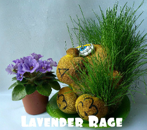  Lavender Rage 