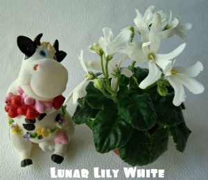  Lunar Lily White 