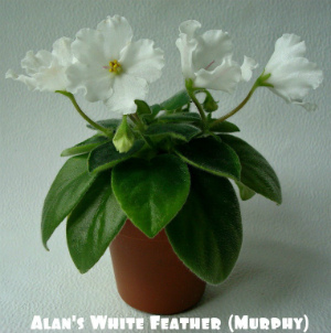  Alan's White Feather sport 