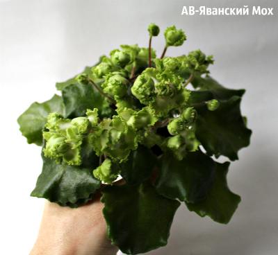 фиалка яванский мох