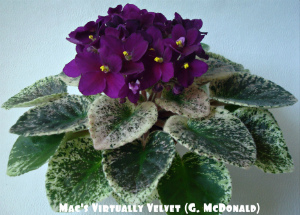  Mac's Virtually Velvet 