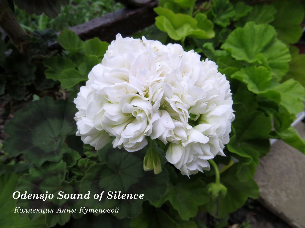  Odensjo Sound of Silence 