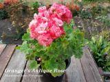  Grangers Antique Rose