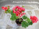  Fringed Patricia Andrea