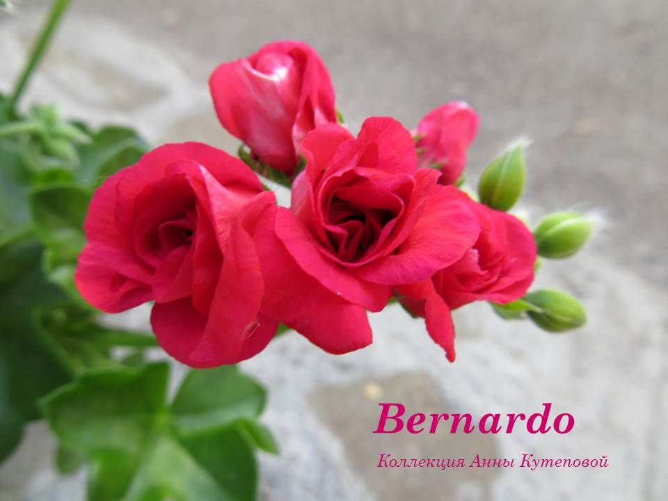  Bernardo 