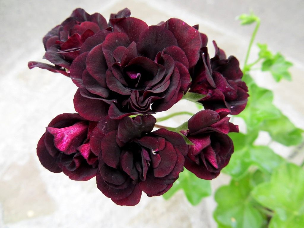  Royal Black Rose 