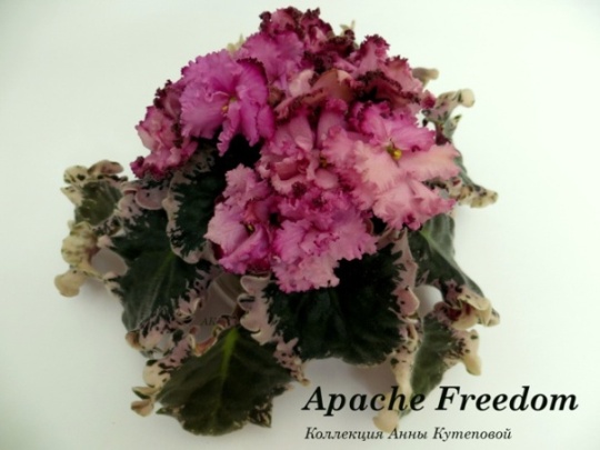  Apache Freedom 